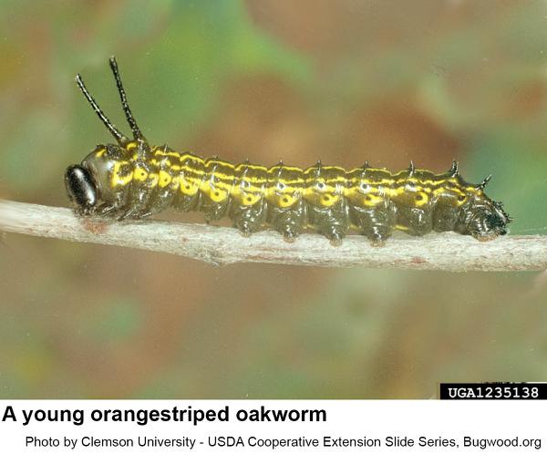 Younger orangestriped oakworms 